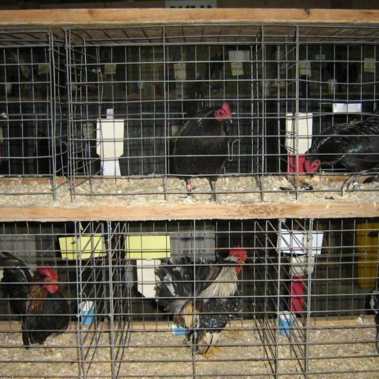 poultry