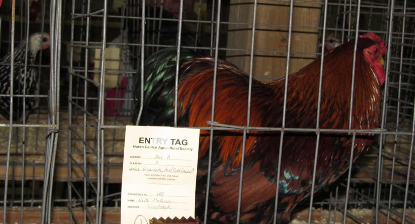 poultry