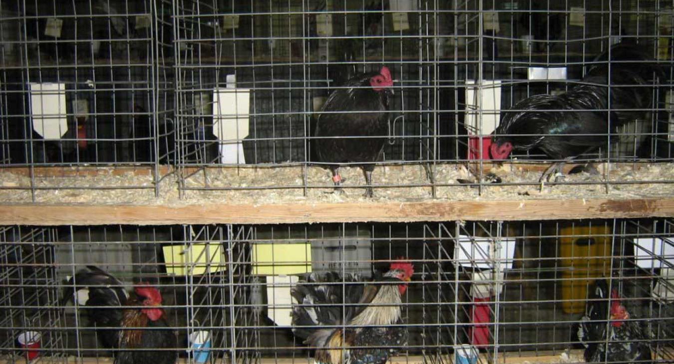 poultry