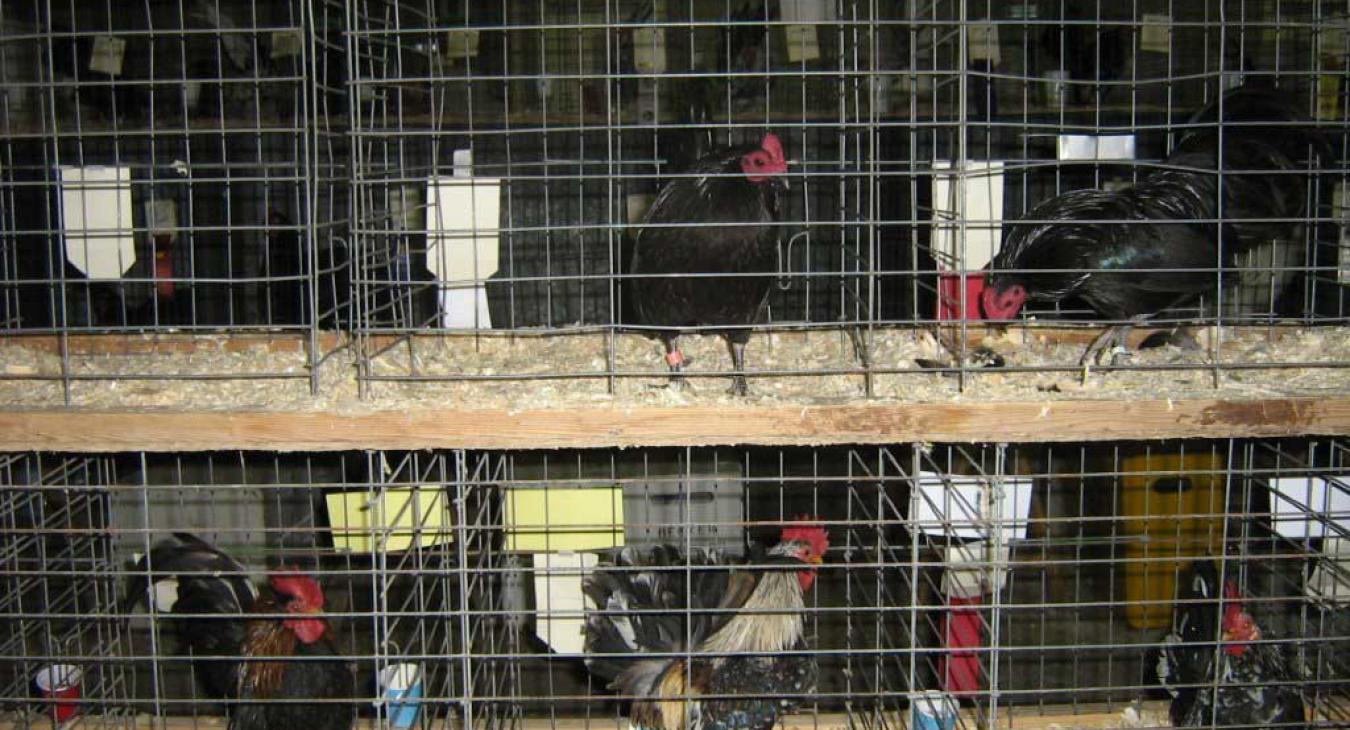 hens