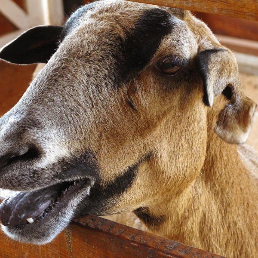 goat