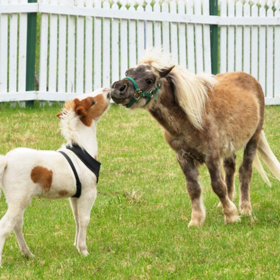 mini horses